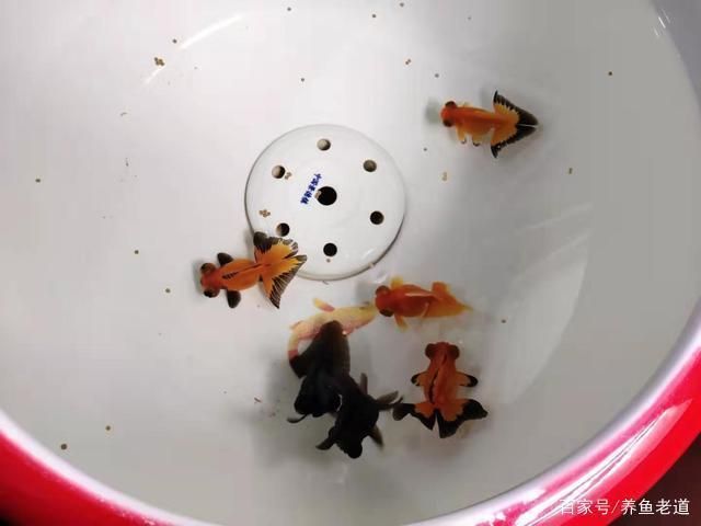 龍魚腹部腫脹原因分析：龍魚腹部腫脹的原因是什么龍魚腹部腫脹的原因是什么 水族問答