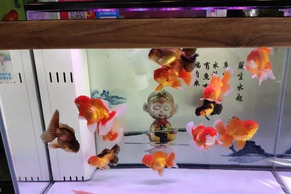 龍魚腹脹表現(xiàn)：龍魚腹脹怎么辦 水族問答 第1張