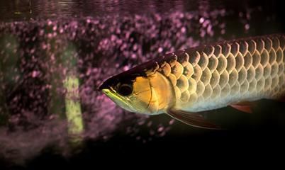 龍魚要養(yǎng)多久才大魚吃飼料：關(guān)于龍魚成長周期和飼料喂養(yǎng)的詳細(xì)信息 龍魚百科 第4張