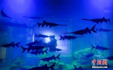 濟(jì)南水族館：山東濟(jì)南水族館門票價(jià)格開放時(shí)間開放時(shí)間開放時(shí)間 龍魚百科 第4張