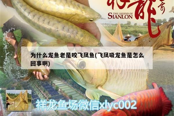 龍魚太兇老咬配魚怎么辦vs祥龍魚場(chǎng)：祥龍魚場(chǎng)龍魚攻擊性減少方法 vs祥龍魚場(chǎng) 第4張