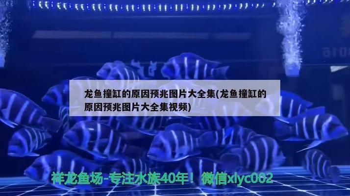 龍魚莫名其妙撞缸vs祥龍魚場：祥龍魚場的評價 vs祥龍魚場 第1張