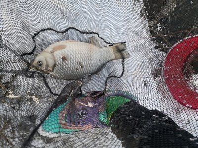 龍魚干怎么吃：食用龍魚干需要注意什么健康問題嗎？ 水族問答 第1張