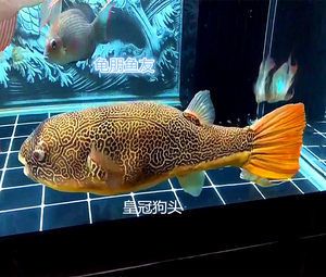 龍魚剛出生多大了：龍魚從孵化到成年需要多久的時(shí)間？ 水族問答 第2張