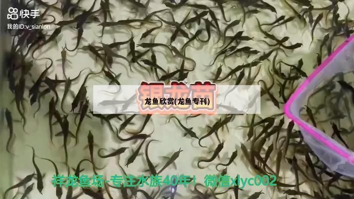 《龍魚專刊》：《龍魚?？肥且槐娟P(guān)于龍魚的雜志