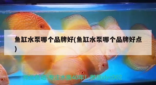 龍魚(yú)水泵什么牌子好一點(diǎn)vs祥龍魚(yú)場(chǎng)：祥龍水泵品牌對(duì)比評(píng)測(cè) vs祥龍魚(yú)場(chǎng) 第4張