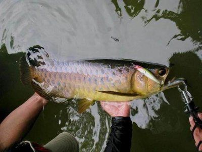 龍魚用什么釣最好：釣龍魚時(shí)，選擇合適的魚餌至關(guān)重要，龍魚釣魚地點(diǎn)推薦 龍魚百科 第1張