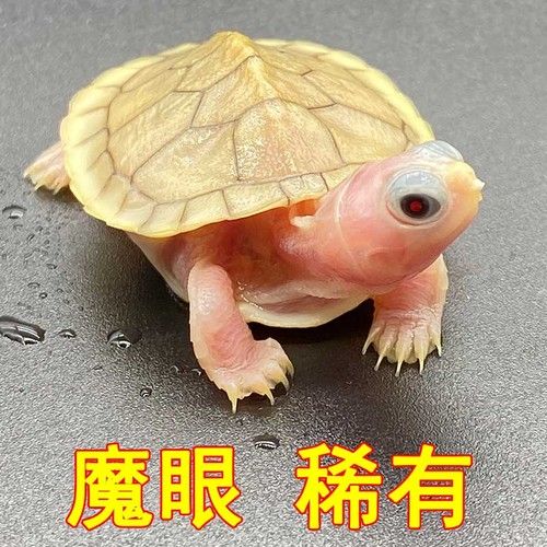 龍魚(yú)剛買(mǎi)回來(lái)不吃食了怎么回事兒呀：剛買(mǎi)回來(lái)的龍魚(yú)為什么不吃食物？ 水族問(wèn)答 第1張