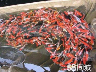 龍魚剛買回來怎么養(yǎng)：剛買的龍魚剛買回來怎么養(yǎng)，需要多長時間才能適應新環(huán)境 水族問答