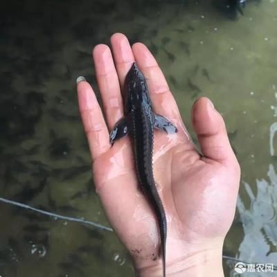 鱘龍魚多少錢一斤：鱘龍魚價(jià)格走勢(shì) 龍魚百科 第4張