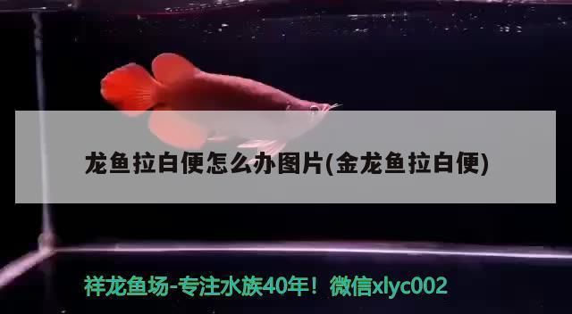 龍魚拉白色的屎是怎么了：龍魚拉白色糞便可能是由多種因素導(dǎo)致的 龍魚百科 第1張