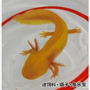 六角恐龍魚吃飼料嗎？：六角恐龍魚可以吃飼料嗎 龍魚百科 第3張