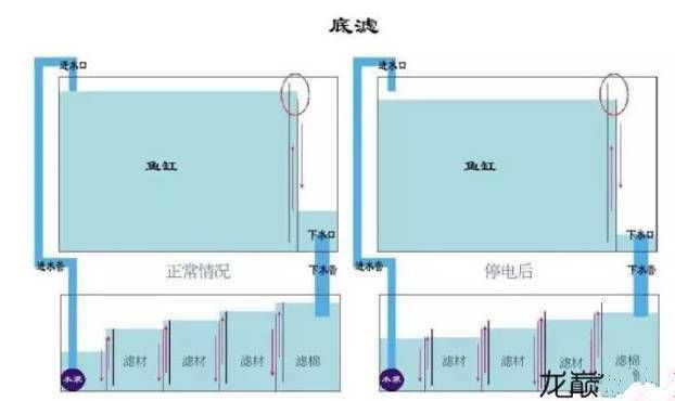 龍魚缸底濾放環(huán)還是球：魚缸底濾放環(huán)還是球 龍魚百科 第3張