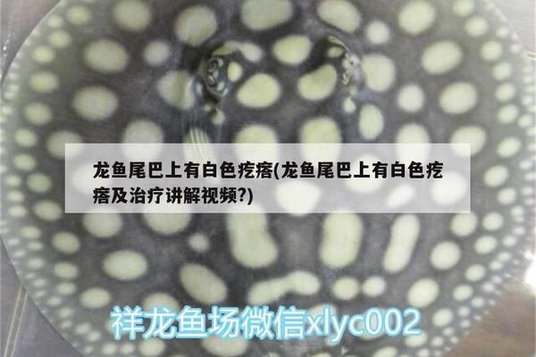 龍魚尾巴上有白色疙瘩怎么治下多少鹽：如何治療龍魚尾上的白色疙瘩 龍魚百科 第2張