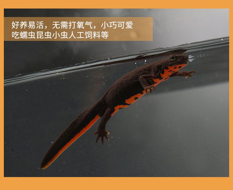 六角恐龍魚可以養(yǎng)嗎是保護(hù)動(dòng)物嗎：六角恐龍魚可以合法養(yǎng)殖嗎？ 龍魚百科 第2張