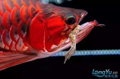 紅龍魚怎么喂食的好：紅龍魚最佳飼料種類，紅龍魚喂食頻率指南 龍魚百科 第3張