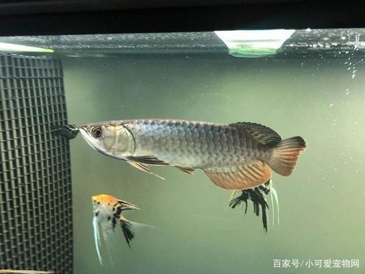 銀龍魚食欲減退的應對策略：銀龍魚食欲減退可能由多種因素引起銀龍魚食欲減退 龍魚百科 第4張