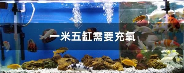 龍魚養(yǎng)不大 龍魚百科 第5張