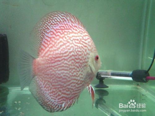 龍魚缸除藻魚：如何平衡龍魚缸中的生態(tài) 水族問答 第2張