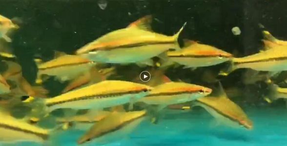 一眉道人魚腸炎的心理疏導方法：一眉道人魚腸炎心理疏導方法 龍魚百科