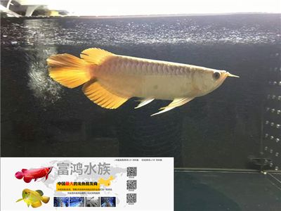 龍魚商城網(wǎng)站登錄入口：龍魚商城優(yōu)惠活動技巧分享龍魚飼養(yǎng)技巧分享 龍魚百科 第2張