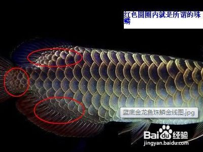 金龍魚級(jí)別的區(qū)分是什么顏色：如何辨別金龍魚的健康狀態(tài) 龍魚百科 第3張