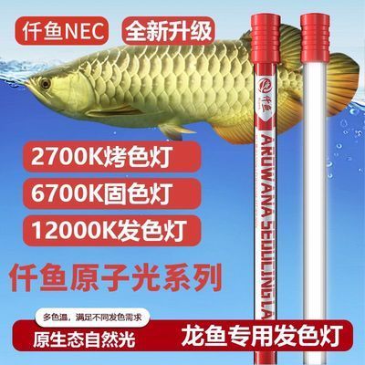 龍魚用什么燈上色好一點：龍魚上色的最佳光照時長 龍魚百科 第3張