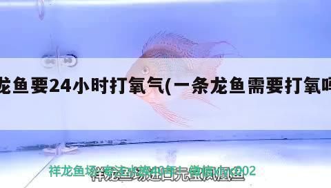 龍魚缸需要24小時打氧嗎：龍魚缸是否需要24小時打氧 龍魚百科 第4張