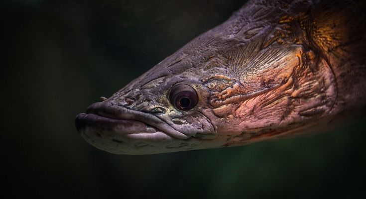 哪種雷龍魚最好看 龍魚百科 第4張