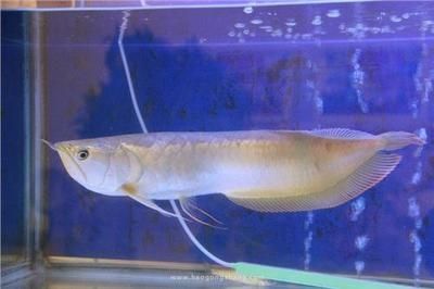 龍魚缸底棲魚有哪些好處：使用龍魚缸底棲魚有哪些好處？ 水族問答 第5張