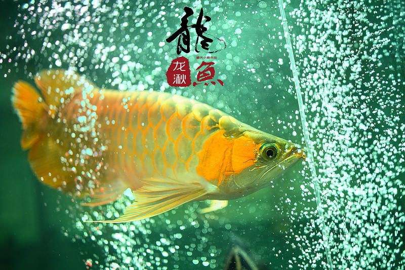 龍魚(yú)的簡(jiǎn)介：龍魚(yú)品種鑒賞指南， 龍魚(yú)百科 第4張