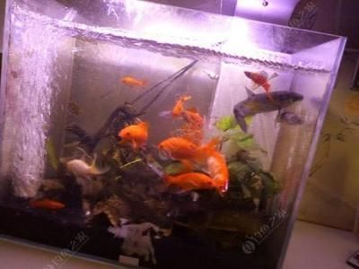 白條魚可以喂龍魚嗎怎么喂：如何判斷白條魚是否健康，龍魚消化能力的特點 龍魚百科 第5張