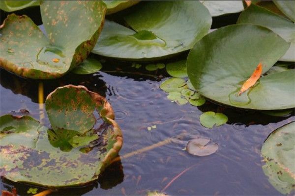 龍魚人工繁殖成功了嗎：龍魚人工繁殖成功的關(guān)鍵因素 龍魚百科 第3張