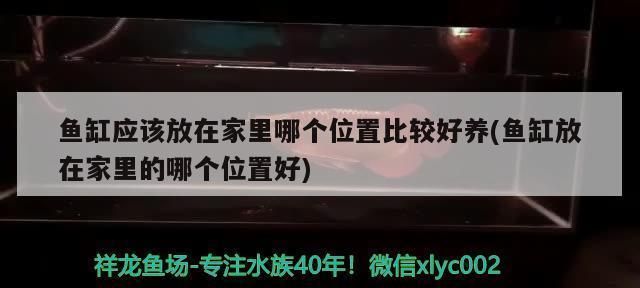 龍魚魚缸擺放位置：魚缸擺放位置的選擇對(duì)龍魚的健康和生活至關(guān)重要 龍魚百科 第1張