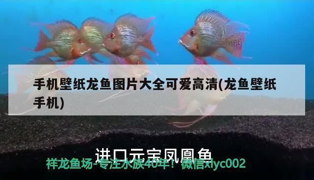 龍魚(yú)高清手機(jī)壁紙：龍魚(yú)高清手機(jī)壁紙分析