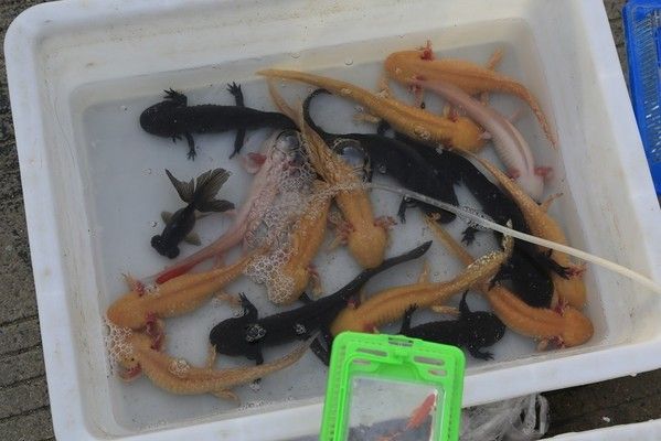 六角龍魚照片：六角龍魚圖片欣賞 龍魚百科 第3張