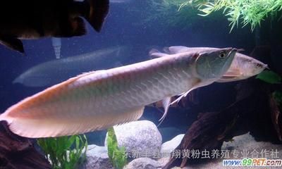 銀龍魚幼魚適宜的水族箱尺寸：銀龍魚幼魚最佳飼料選擇，銀龍魚幼魚水溫控制技巧 龍魚百科 第2張