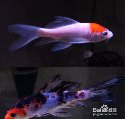 如何保持龍鳳鯉魚水質(zhì)清潔：如何保持龍鳳鯉魚水質(zhì)清潔，龍鳳鯉魚水質(zhì)清潔方法 龍魚百科 第4張