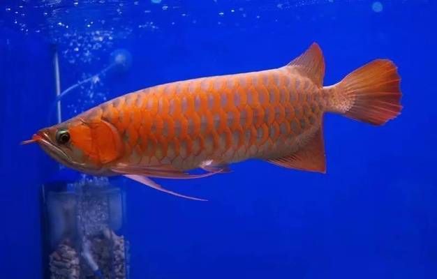 龍魚(yú)突然暴斃的預(yù)兆：龍魚(yú)突然暴斃的預(yù)兆包括：水質(zhì)問(wèn)題、飼料問(wèn)題、飼料問(wèn)題、飼料問(wèn)題 龍魚(yú)百科 第1張