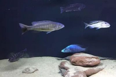 龍魚缸放什么氧氣頭好：如何在龍魚缸中使用氧氣頭？ 水族問答 第4張