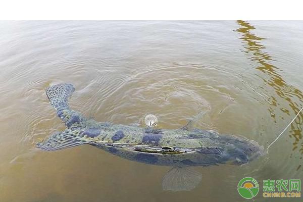 龍魚缸放在客廳什么位置最好：如何在客廳中增加一個龍魚缸？ 水族問答 第1張