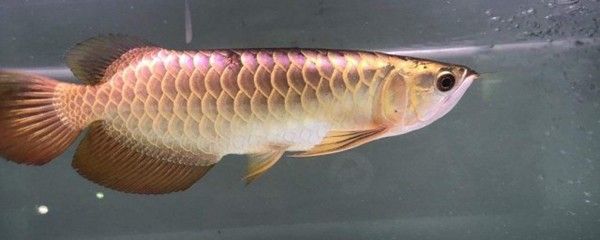 龍魚(yú)爛鱗怎么辦：針對(duì)龍魚(yú)爛鱗的一些治療方法，希望對(duì)你有所幫助幫助 龍魚(yú)百科 第5張