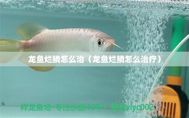 龍魚(yú)爛鱗怎么辦：針對(duì)龍魚(yú)爛鱗的一些治療方法，希望對(duì)你有所幫助幫助 龍魚(yú)百科 第3張