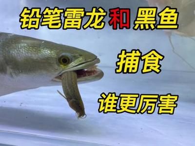 雷龍魚捕食：雷龍魚以其獨特的獵食技巧和行為聞名 龍魚百科 第5張