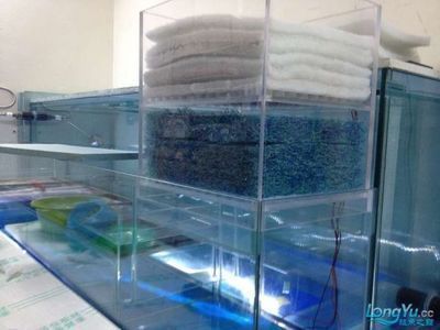 龍魚水缸溫度多少最好：龍魚水溫控制技巧，不同龍魚品種水溫需求 龍魚百科 第2張