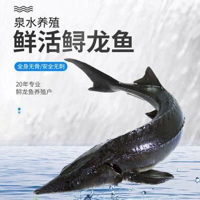 龍魚吃什么活魚好：龍魚活餌喂食頻率，龍魚活餌選擇技巧， 龍魚百科 第4張