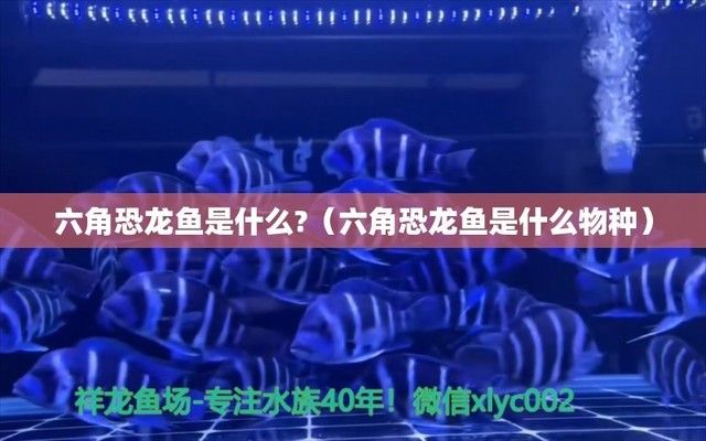 六角恐龍魚介紹科普：六角恐龍魚與同類混養(yǎng)指南六角恐龍魚與同類混養(yǎng)指南 龍魚百科 第3張