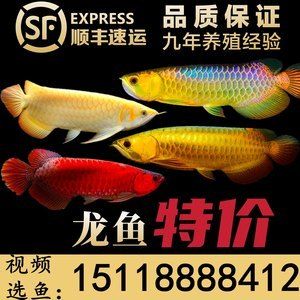 廣州紅龍魚魚苗批發(fā)價(jià)格：廣州紅龍魚魚苗價(jià)格受品種影響顯著 龍魚百科 第5張