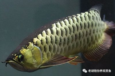 龍魚(yú)是高背好還是過(guò)背好養(yǎng)：高背和過(guò)背的區(qū)別 龍魚(yú)百科 第3張