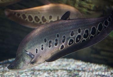 龍魚的飼料七星刀魚能吃嗎：七星刀魚夜間喂食技巧七星刀魚活餌選擇指南 龍魚百科 第2張